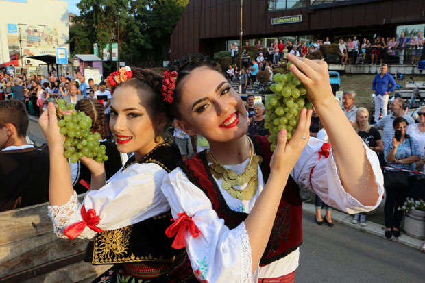 Смедеревска јесен: Грозд тежак стотине килограма